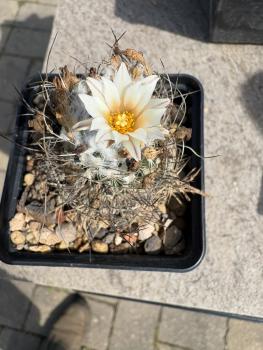 Turbinicarpus dickisoniae
